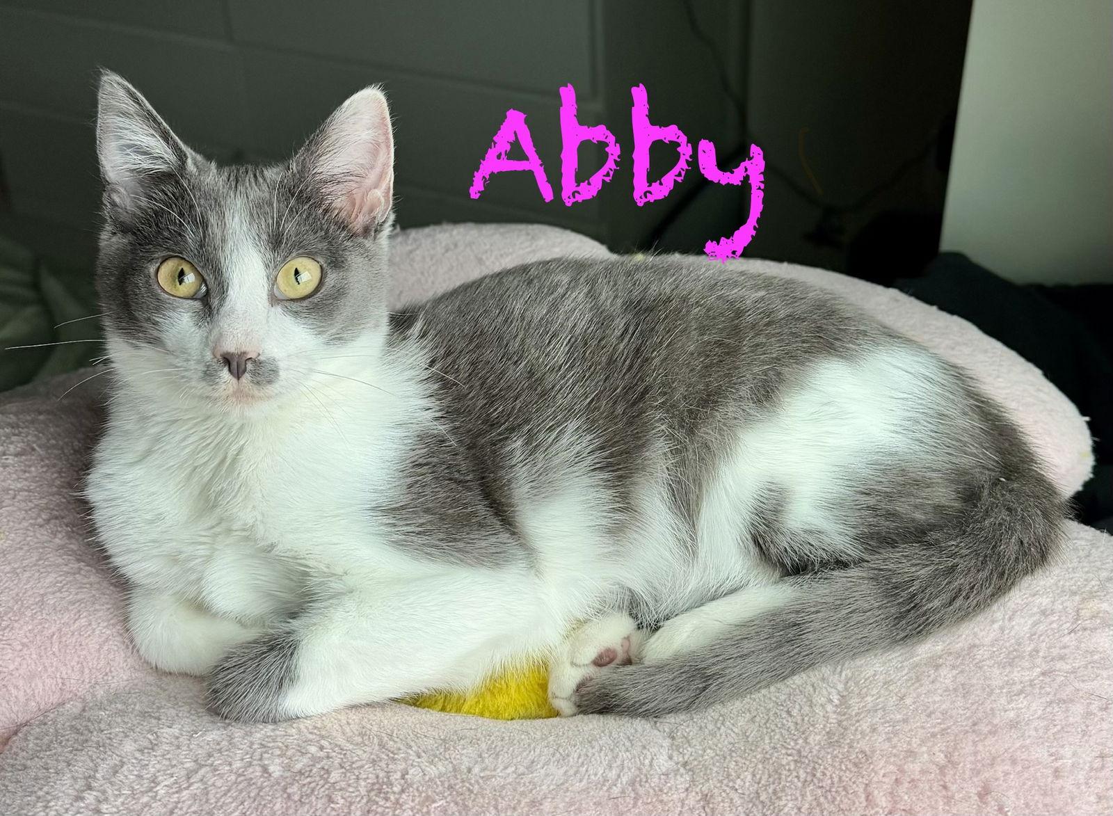 Abby, a Adoptable Domestic Short Hair in Reston, VA image 2/3