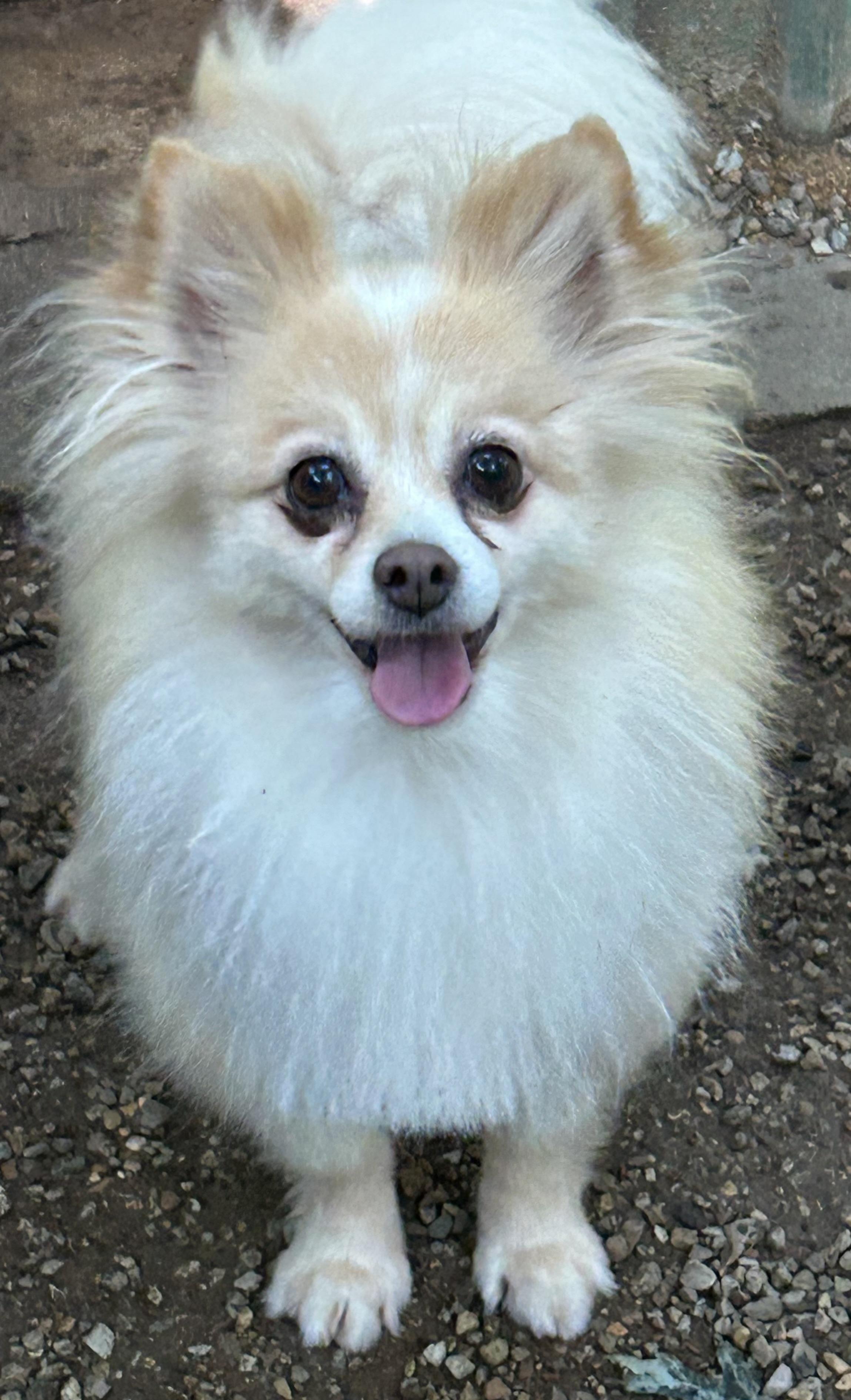 Poppyseed