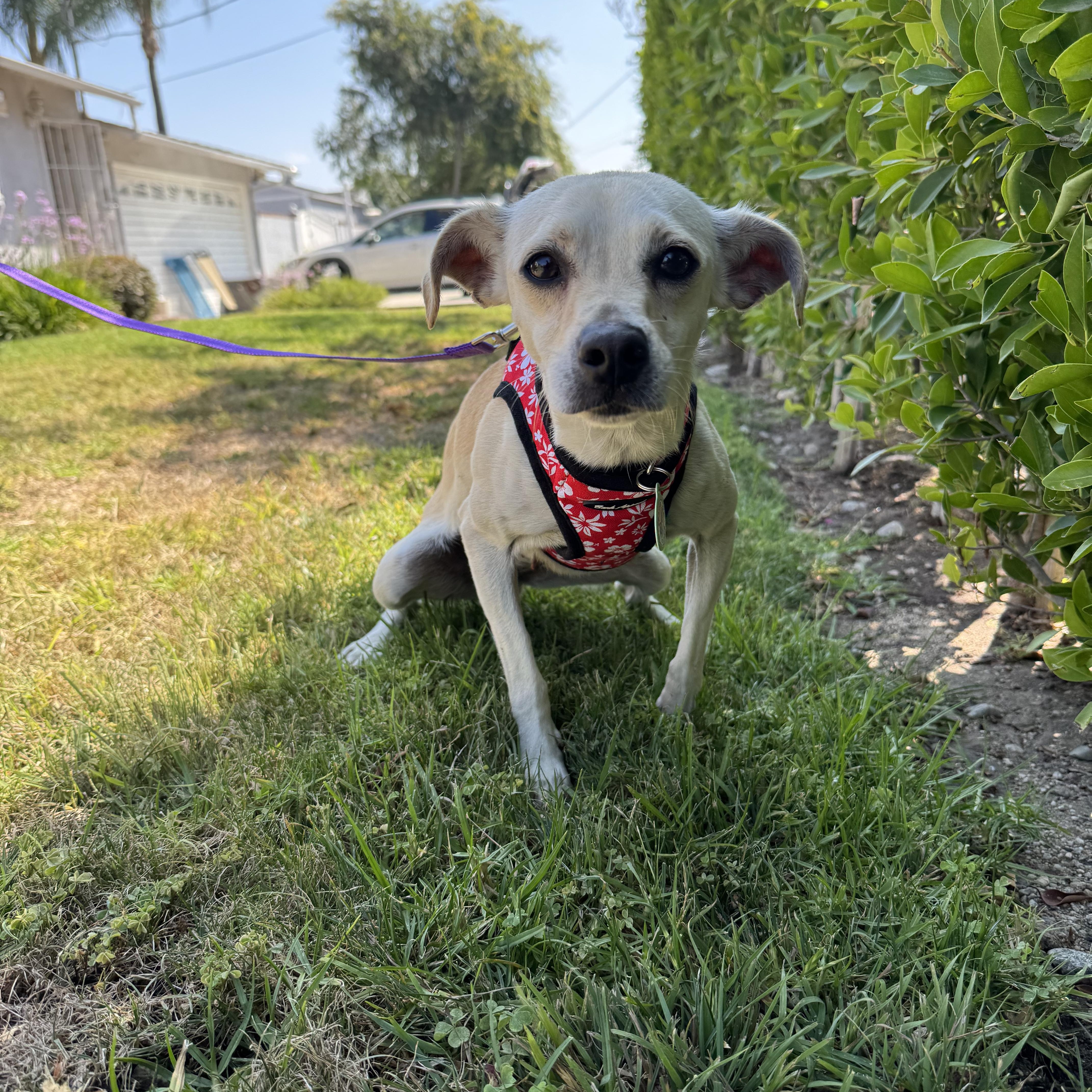 Enlarge Sunday, a ADOPTABLE mixed breed in Sun Valley, CA image 3/5