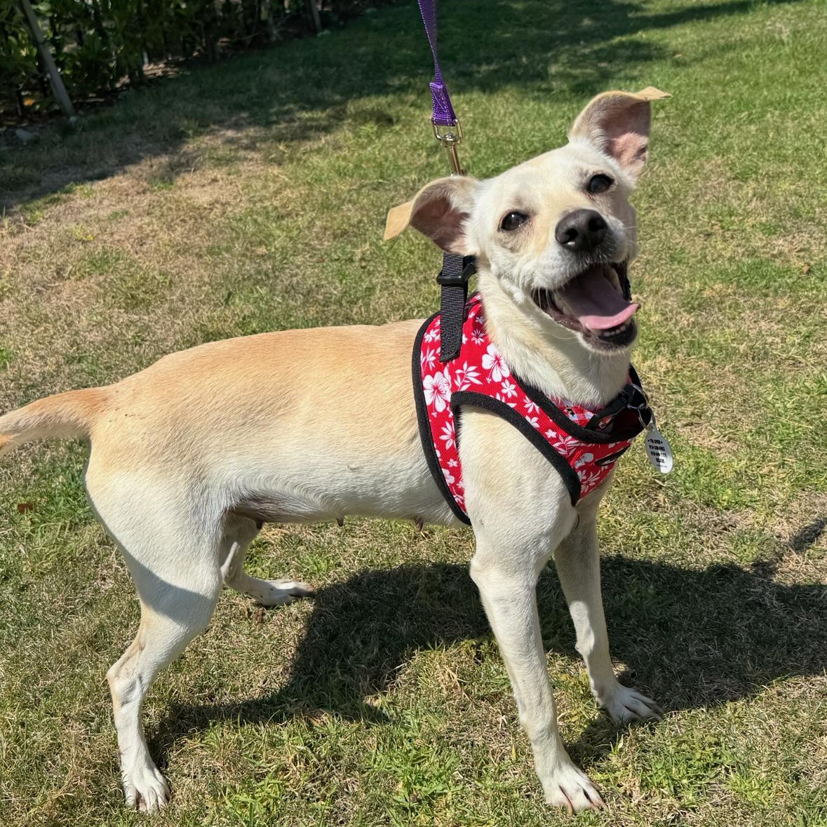 Enlarge Sunday, a ADOPTABLE mixed breed in Sun Valley, CA image 5/5