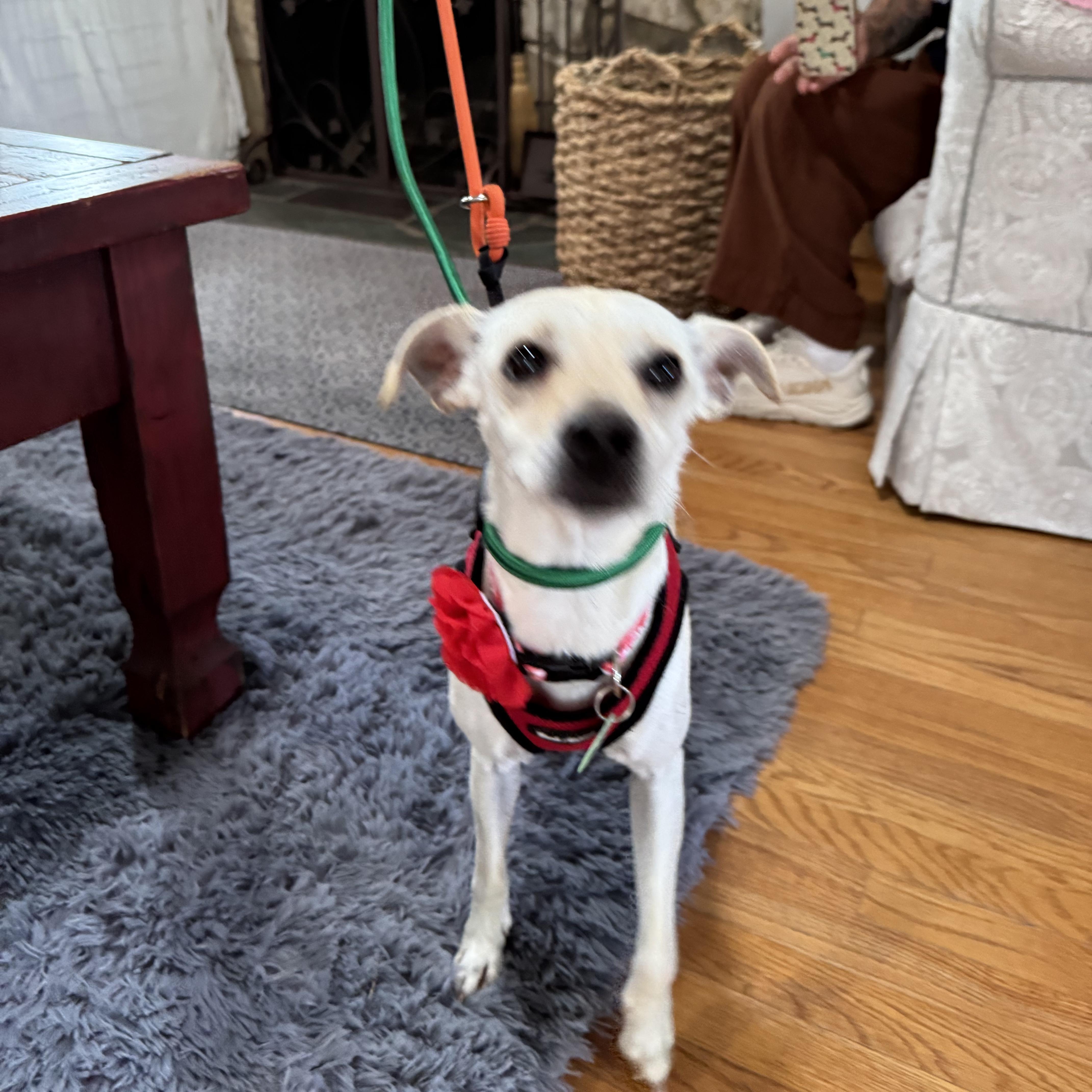Sunday, ADOPTABLE, Young Female Chihuahua & Italian Greyhound.