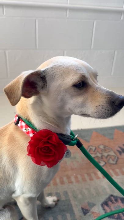Enlarge Sunday, a ADOPTABLE mixed breed in Sun Valley, CA video 2/5