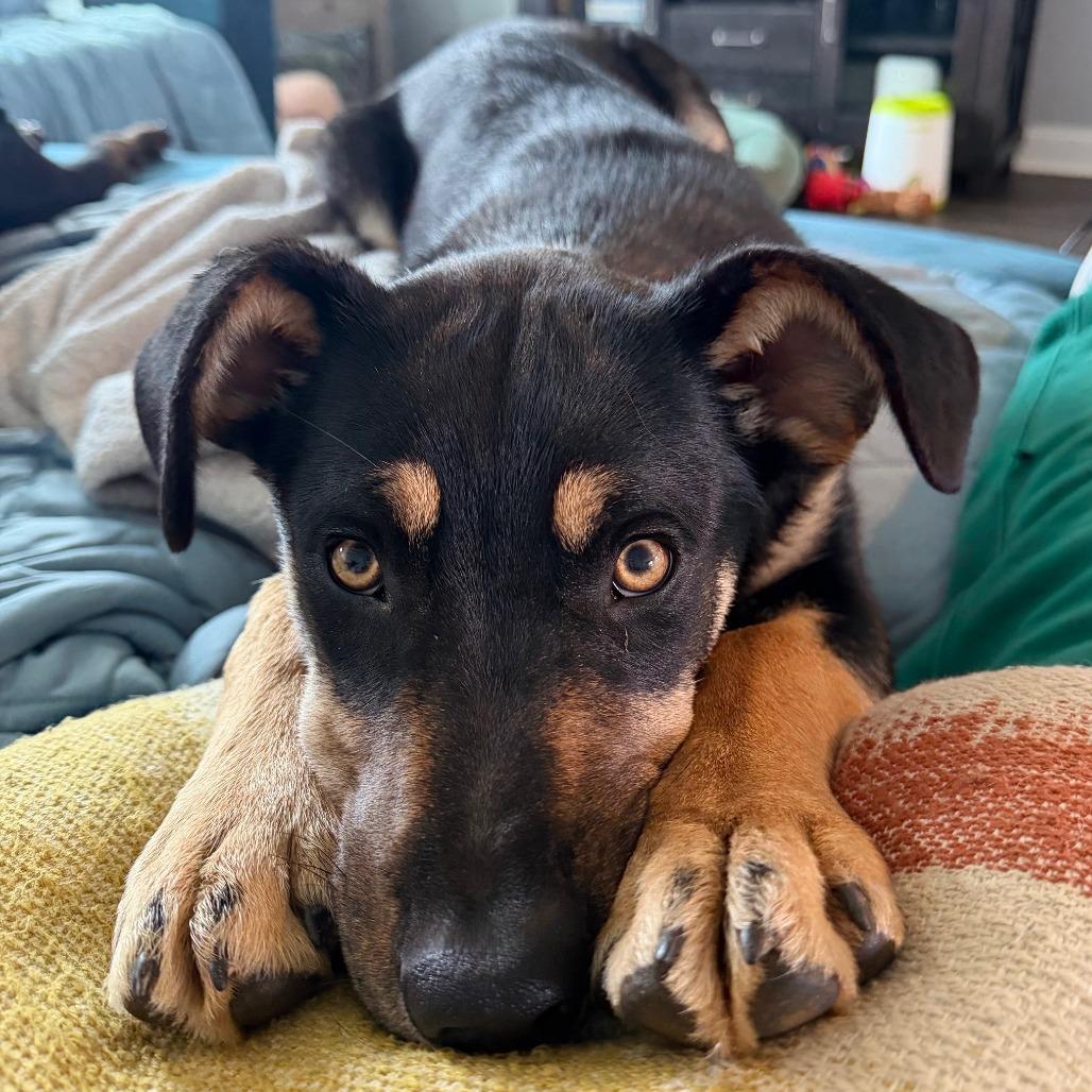 Scrappy, Adoptable, Young Male Mixed Breed.