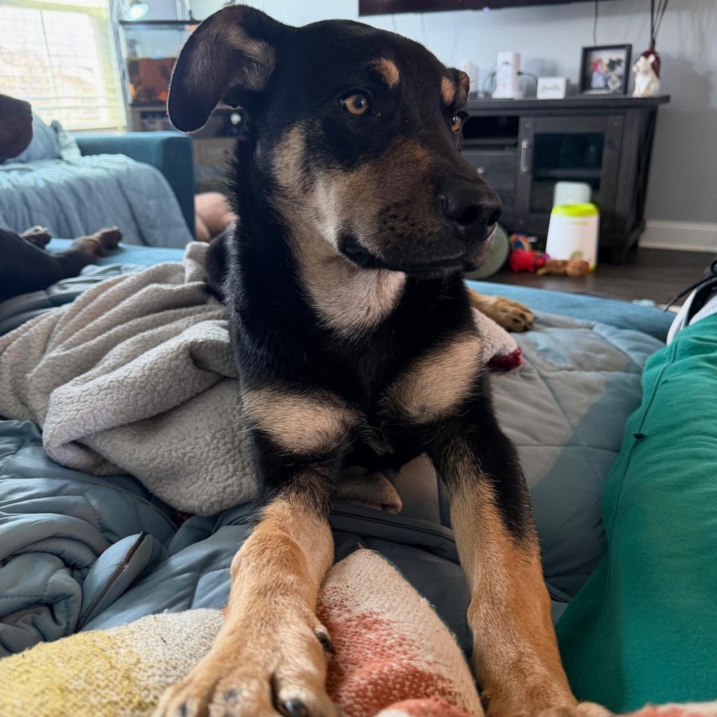 Enlarge Scrappy, a Adoptable Mixed Breed in Cincinnati, OH image 2/3