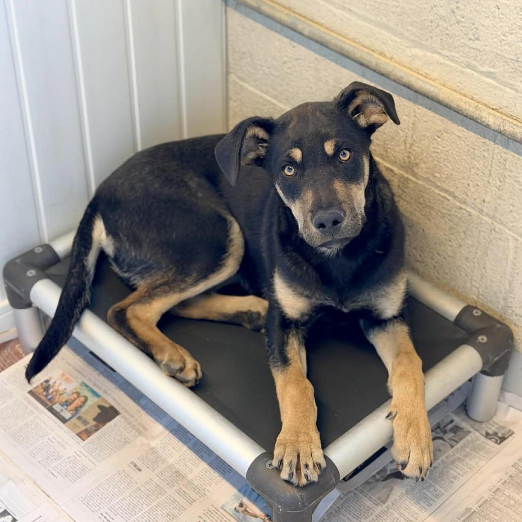 Enlarge Scrappy, a Adoptable Mixed Breed in Cincinnati, OH image 3/3