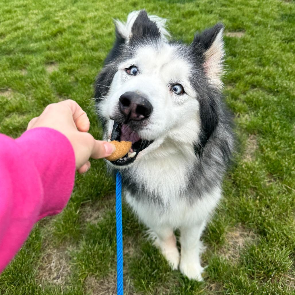 Diesel, Adoptable, Senior Male Siberian Husky.