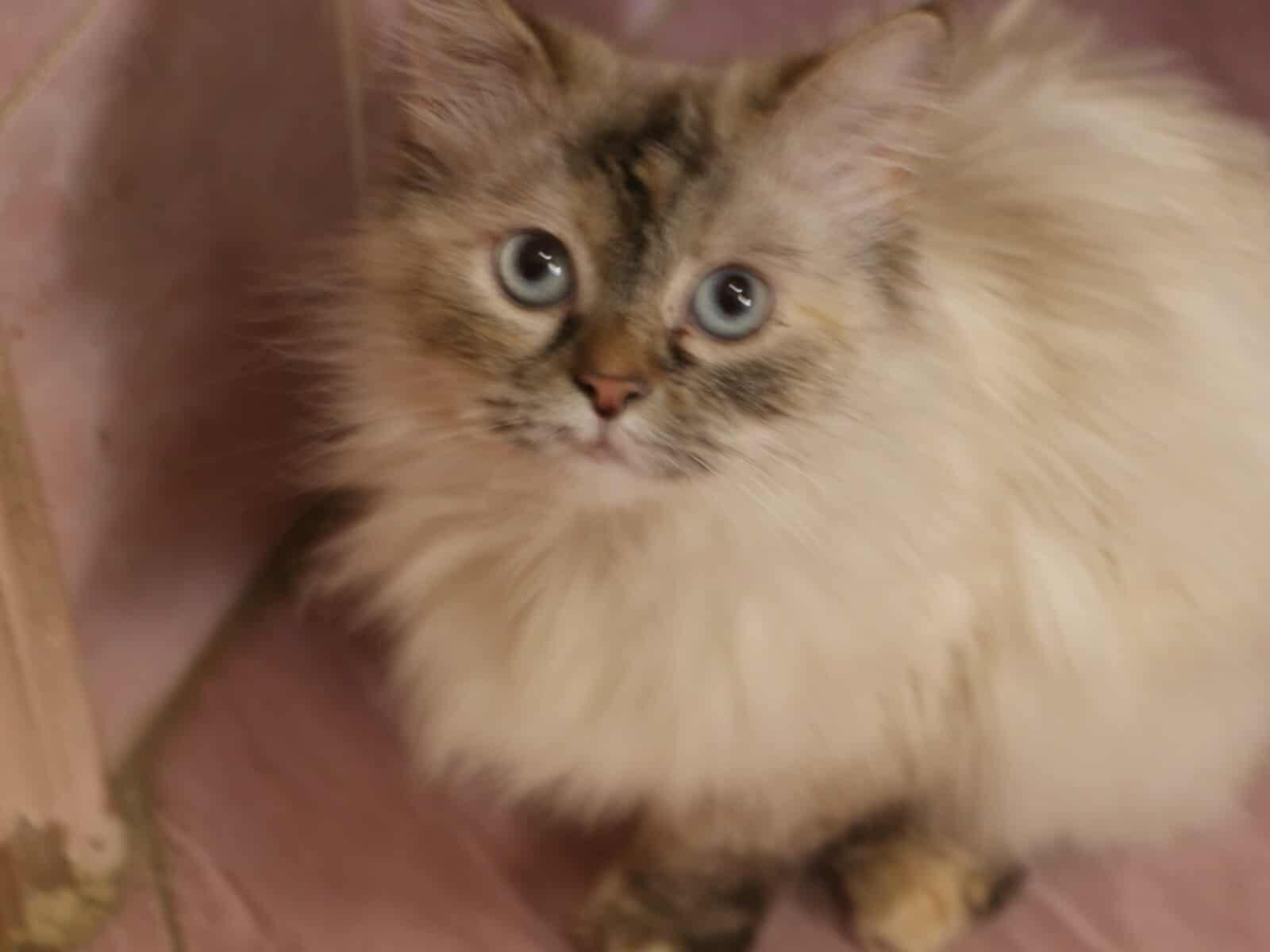 Soka - MM, Young Female unknown