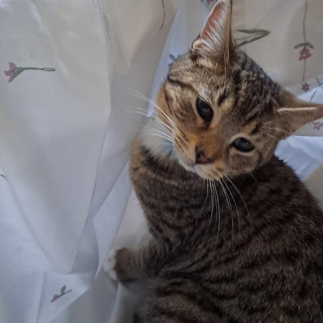 Enlarge Lucifer, an adoptable Domestic Short Hair in Allison Park, PA image 1/1