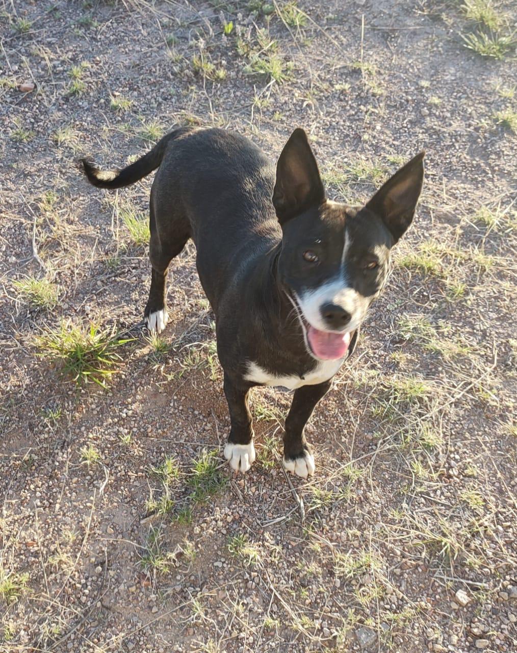 TRISH, an adoptable Basenji in Nogales, SON, 84093 | Photo Image 3