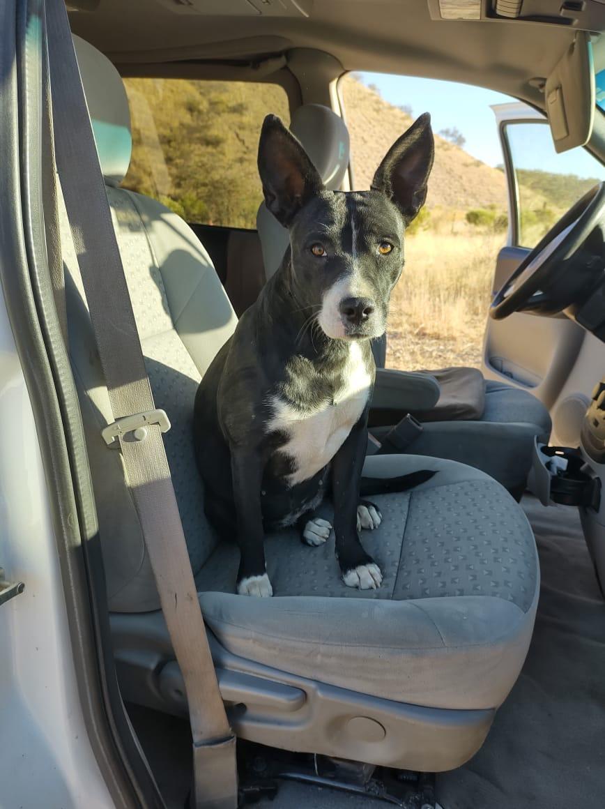 TRISH, an adoptable Basenji in Nogales, SON, 84093 | Photo Image 2