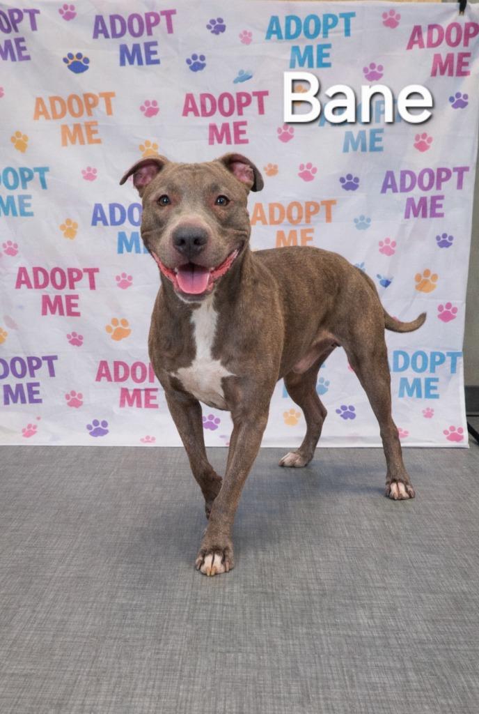 Enlarge Bane Yrly 449, a Adoptable Pit Bull Terrier in Sidney, OH image 2/6