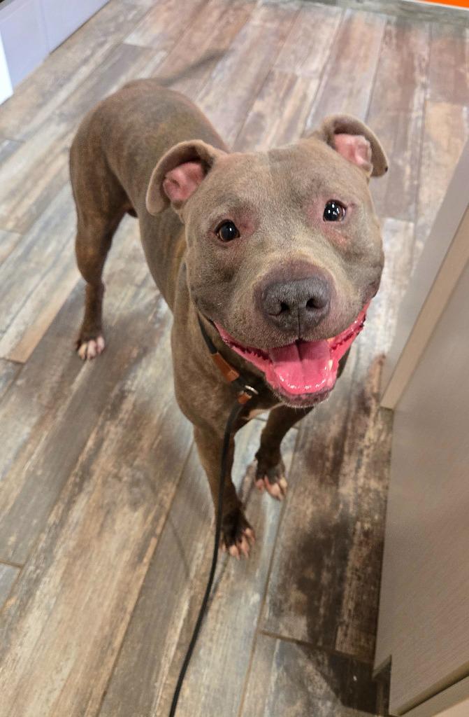 Enlarge Bane Yrly 449, a Adoptable Pit Bull Terrier in Sidney, OH image 2/6