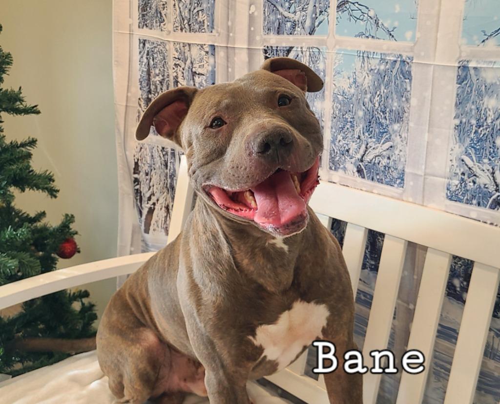 Enlarge Bane Yrly 449, a Adoptable Pit Bull Terrier in Sidney, OH image 3/6