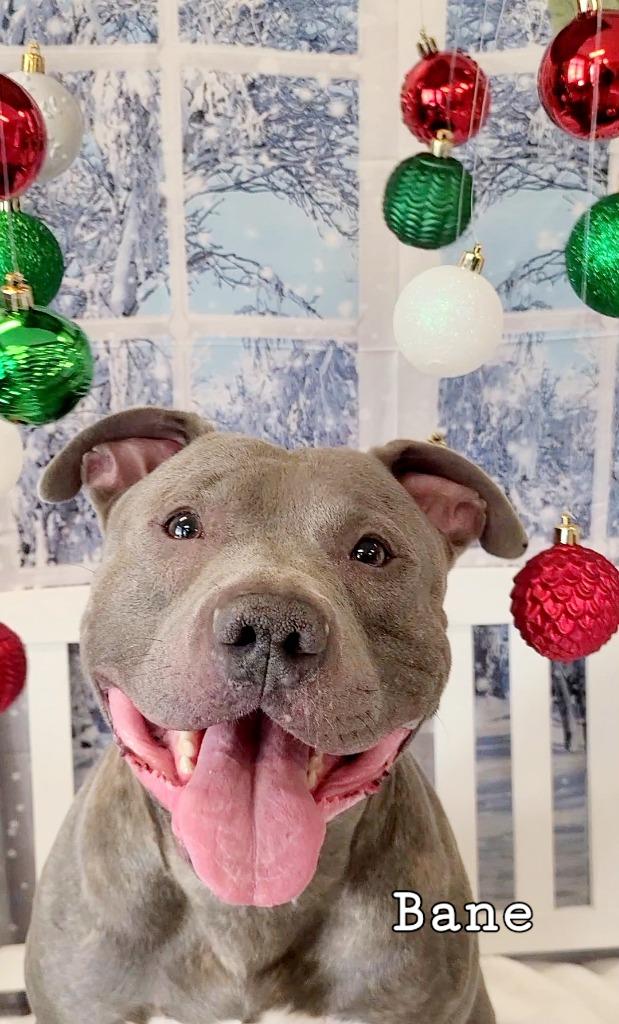 Enlarge Bane Yrly 449, a Adoptable Pit Bull Terrier in Sidney, OH image 4/6