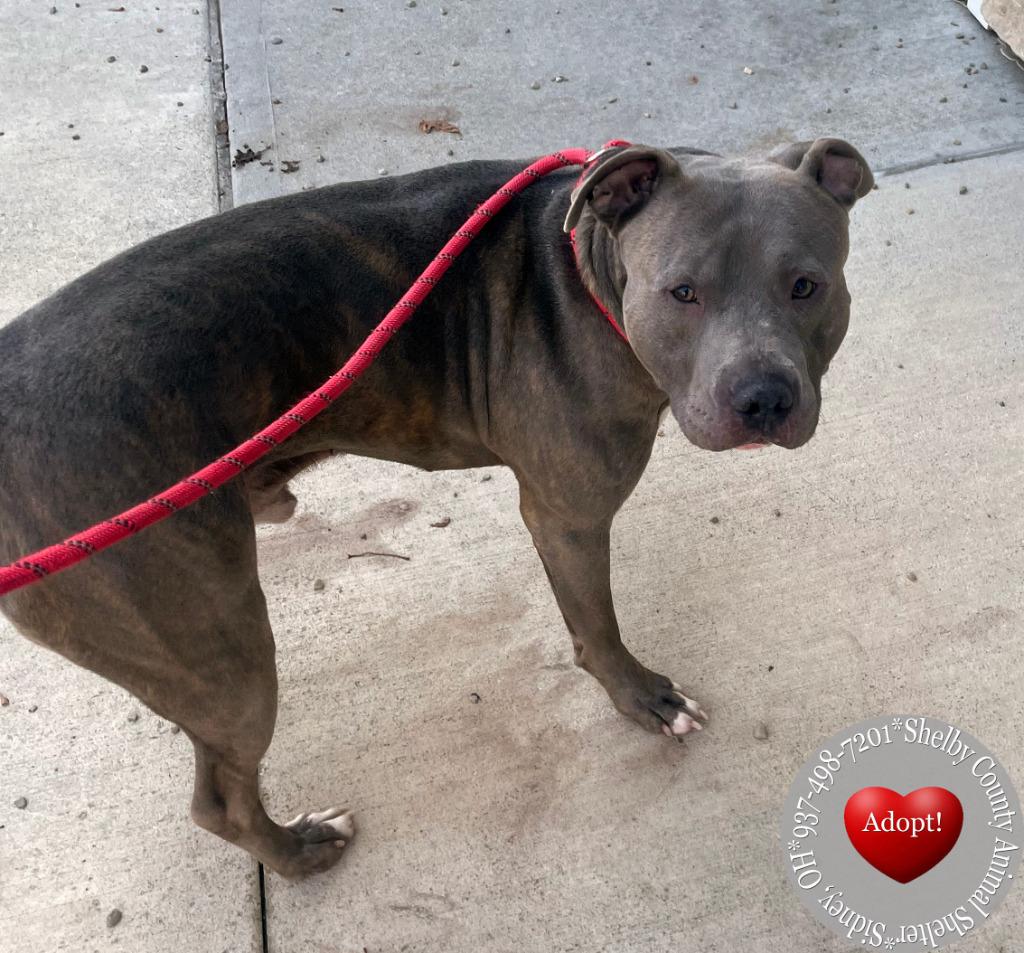 Enlarge Bane Yrly 449, a Adoptable Pit Bull Terrier in Sidney, OH image 5/6