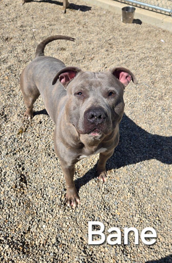 Bane Yrly 449, a Adoptable Pit Bull Terrier in Sidney, OH image 5/6