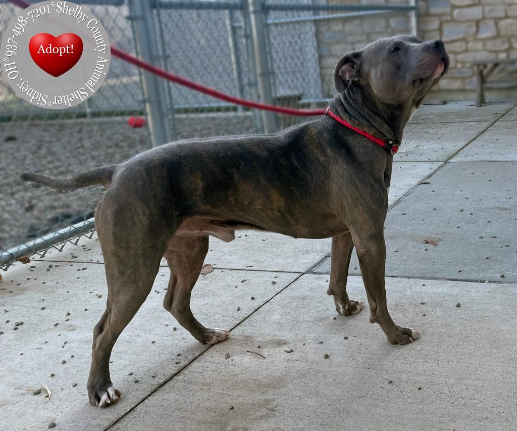 Enlarge Bane Yrly 449, a Adoptable Pit Bull Terrier in Sidney, OH image 6/6