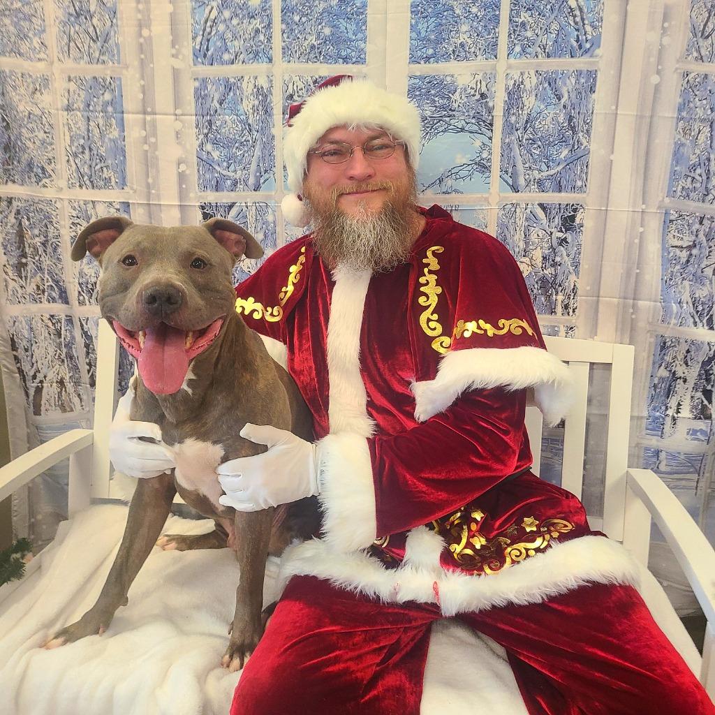 Enlarge Bane Yrly 449, a Adoptable Pit Bull Terrier in Sidney, OH image 6/6