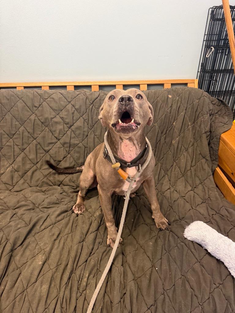 Ellie, Adoptable, Adult Female Pit Bull Terrier.