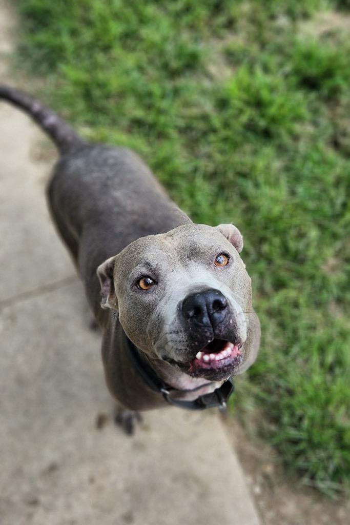 Enlarge Ellie, a Adoptable Pit Bull Terrier in Marion, OH image 2/2