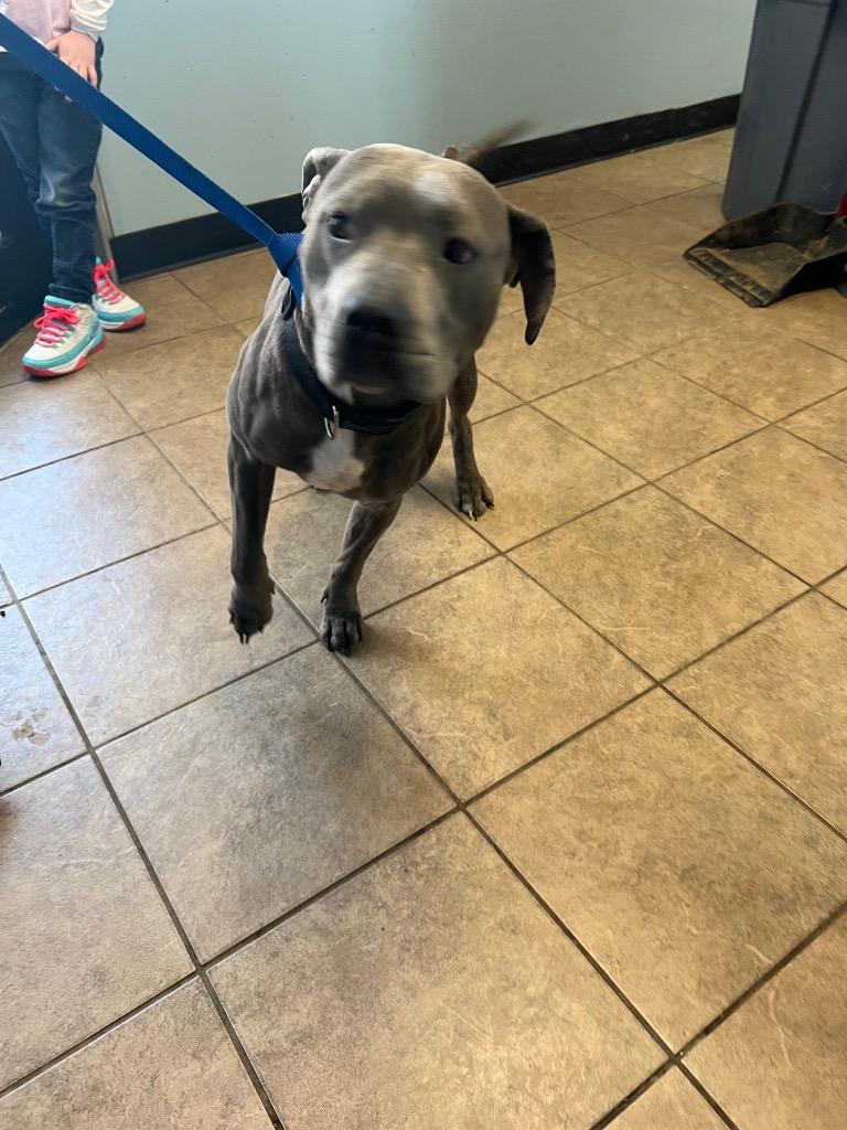 Enlarge Ellie, a Adoptable Pit Bull Terrier in Marion, OH image 1/1