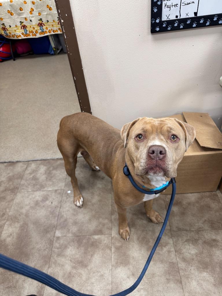 Kaytee, Adoptable, Adult Female Mixed Breed.