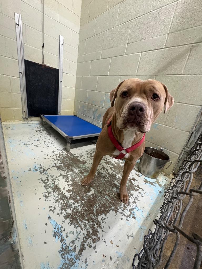 Kaytee, Adoptable, Adult Female Mixed Breed.