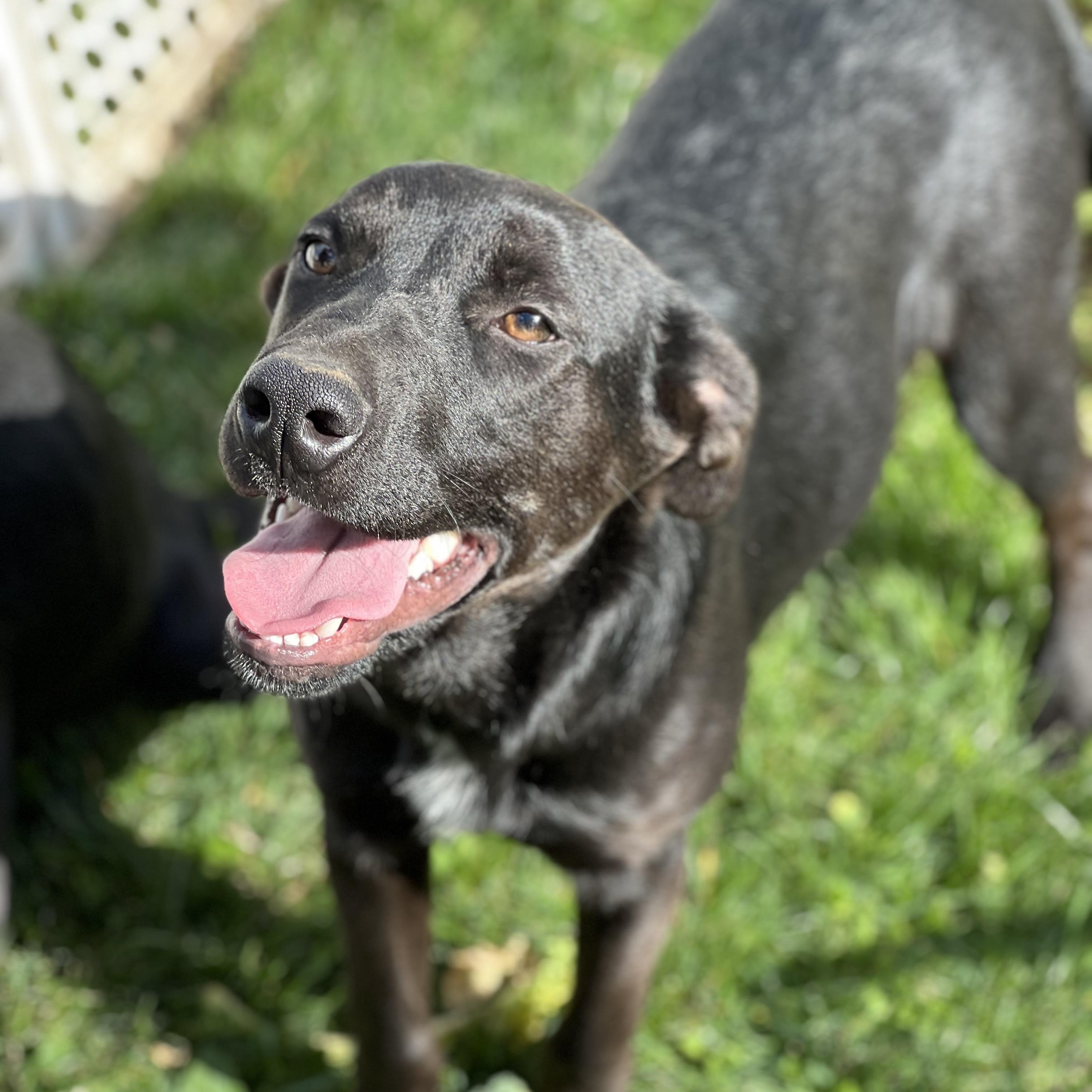 Enlarge Roger, a ADOPTABLE mixed breed in Hughesville, MD image 6/6