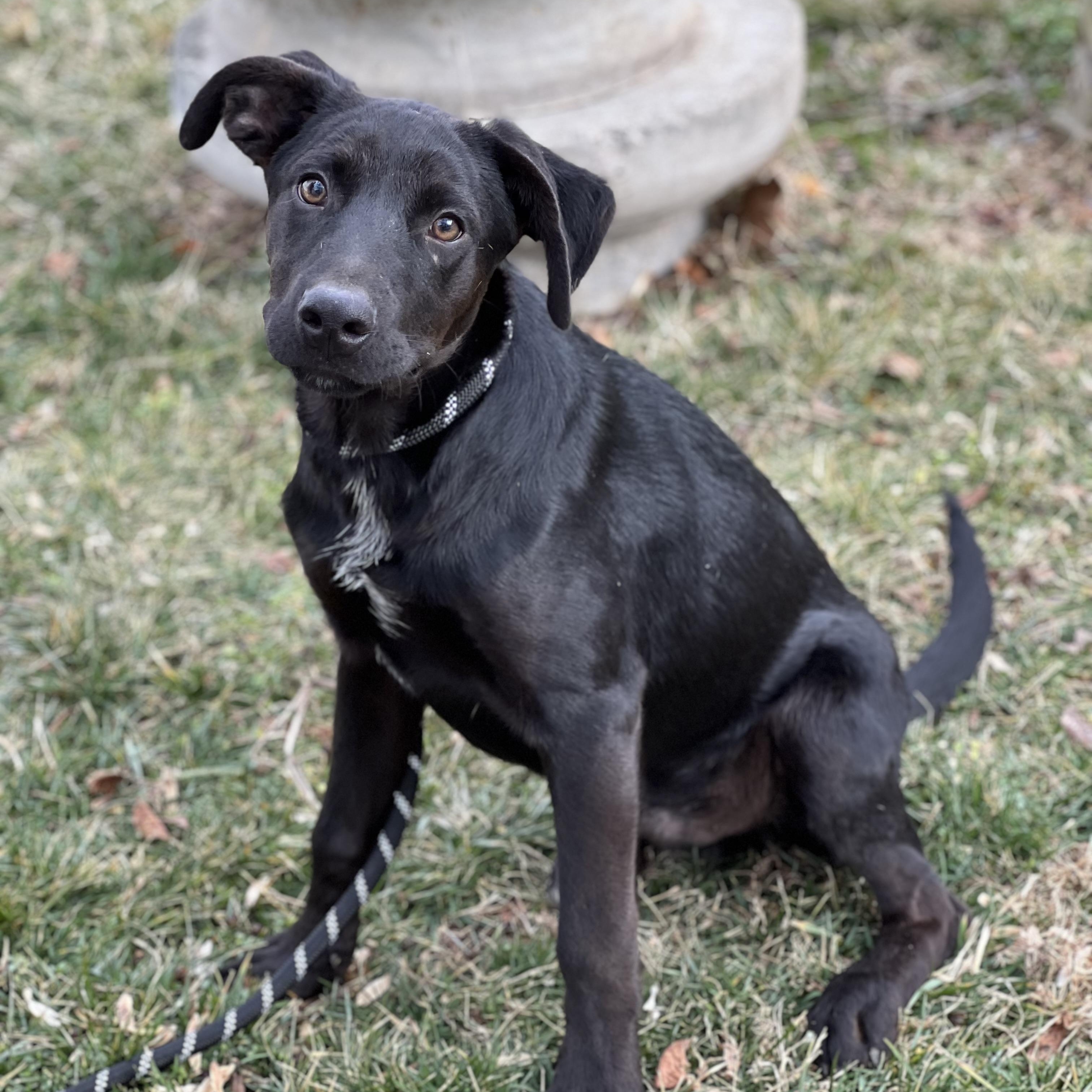 Enlarge Roger, a ADOPTABLE mixed breed in Hughesville, MD image 2/4