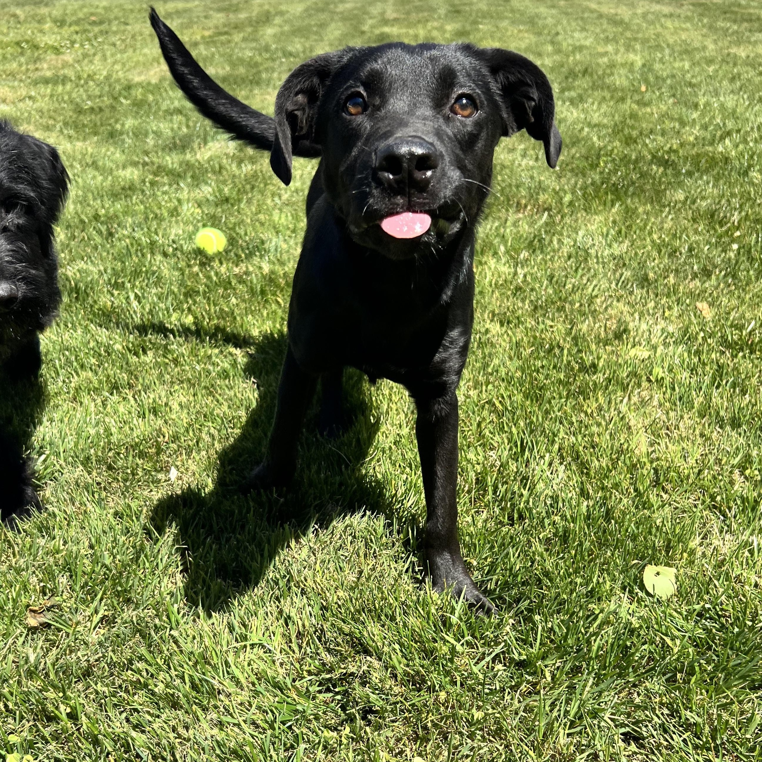 Roger, ADOPTABLE, Young Male Black Labrador Retriever.