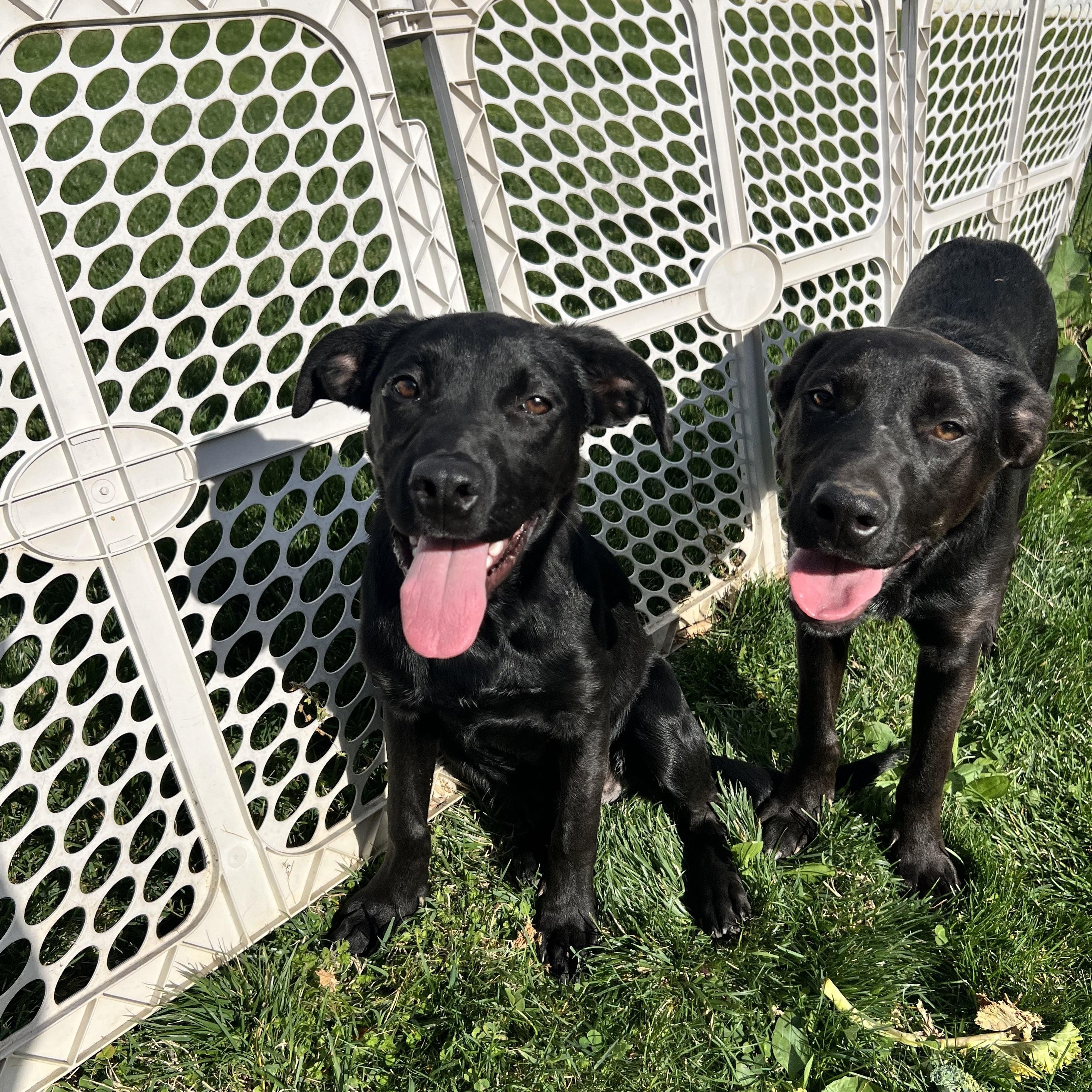 Enlarge Roger, a ADOPTABLE mixed breed in Hughesville, MD image 5/6