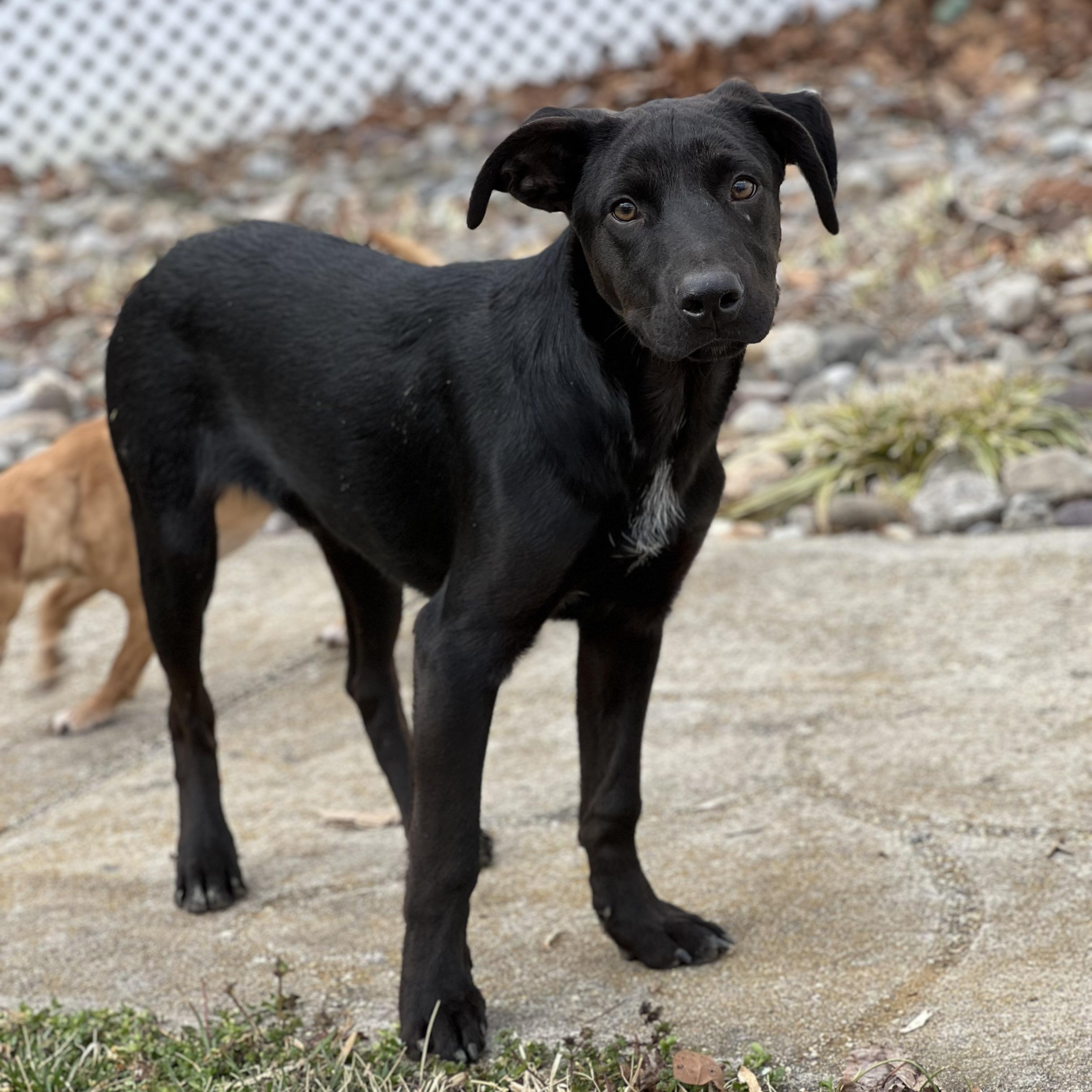 Enlarge Roger, a ADOPTABLE mixed breed in Hughesville, MD image 3/4