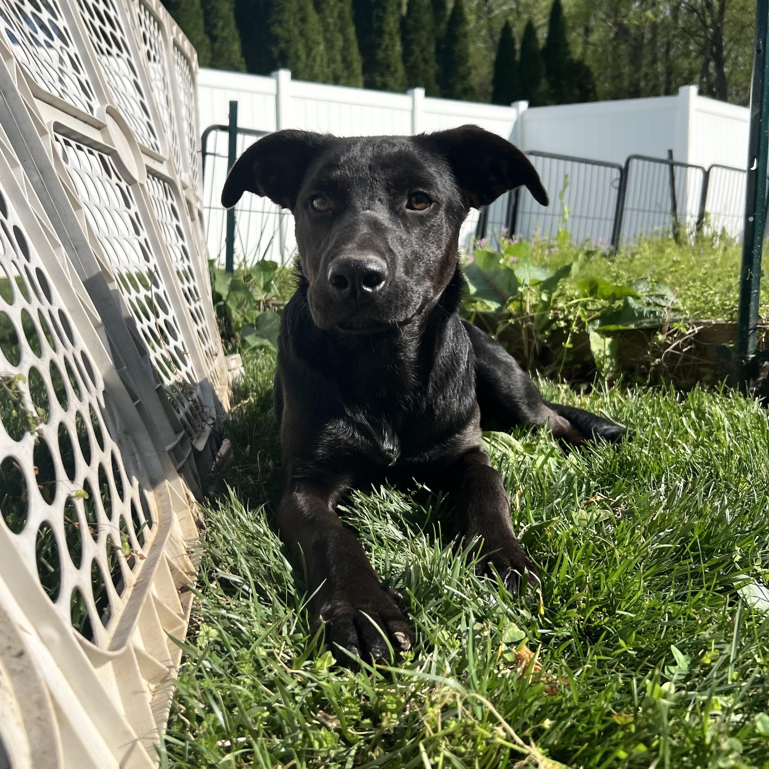 Roger, ADOPTABLE, Young Male Black Labrador Retriever.