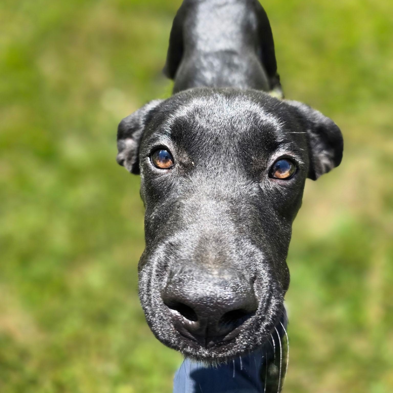 Enlarge Roger, a ADOPTABLE mixed breed in Hughesville, MD image 3/6