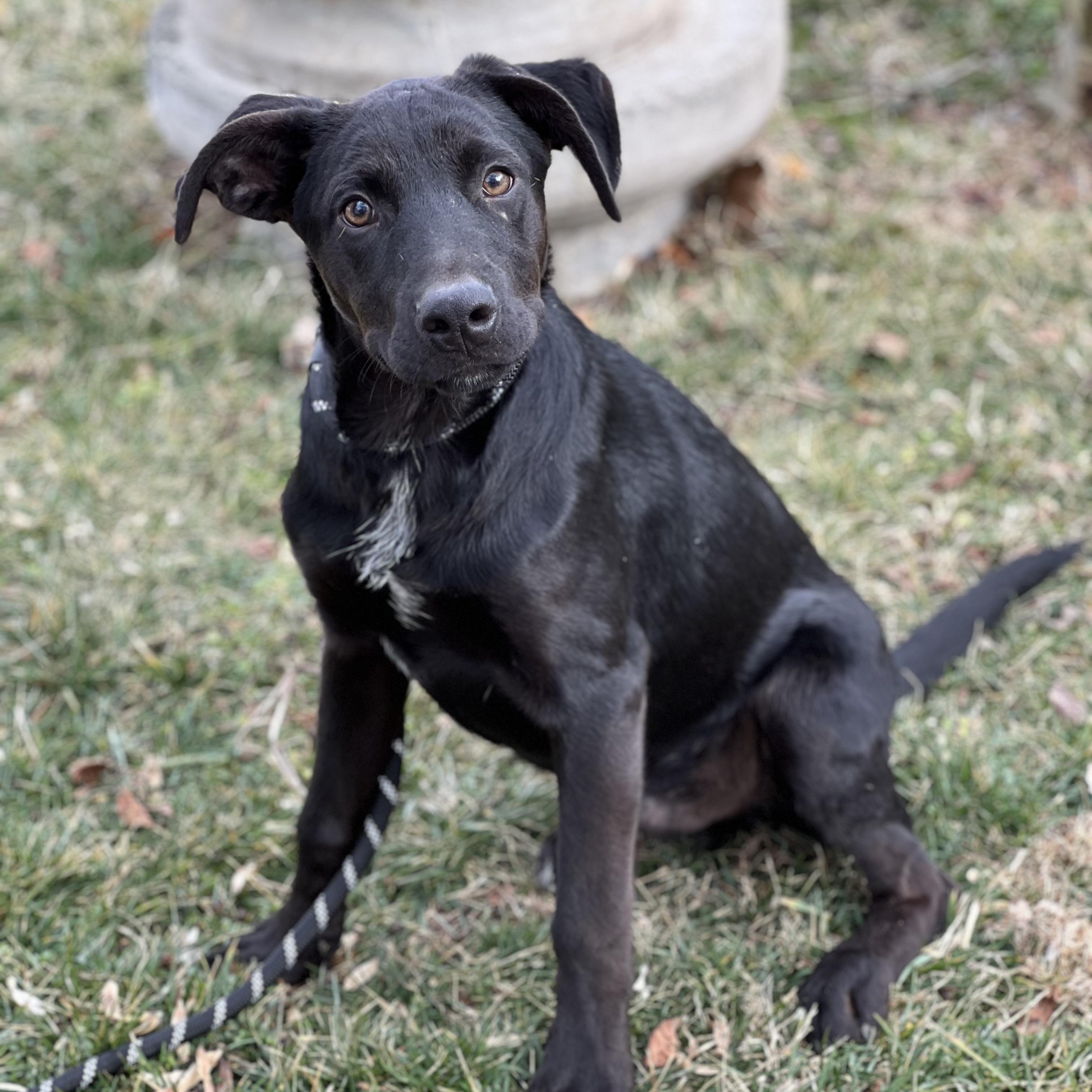 Enlarge Roger, a ADOPTABLE mixed breed in Hughesville, MD image 1/4