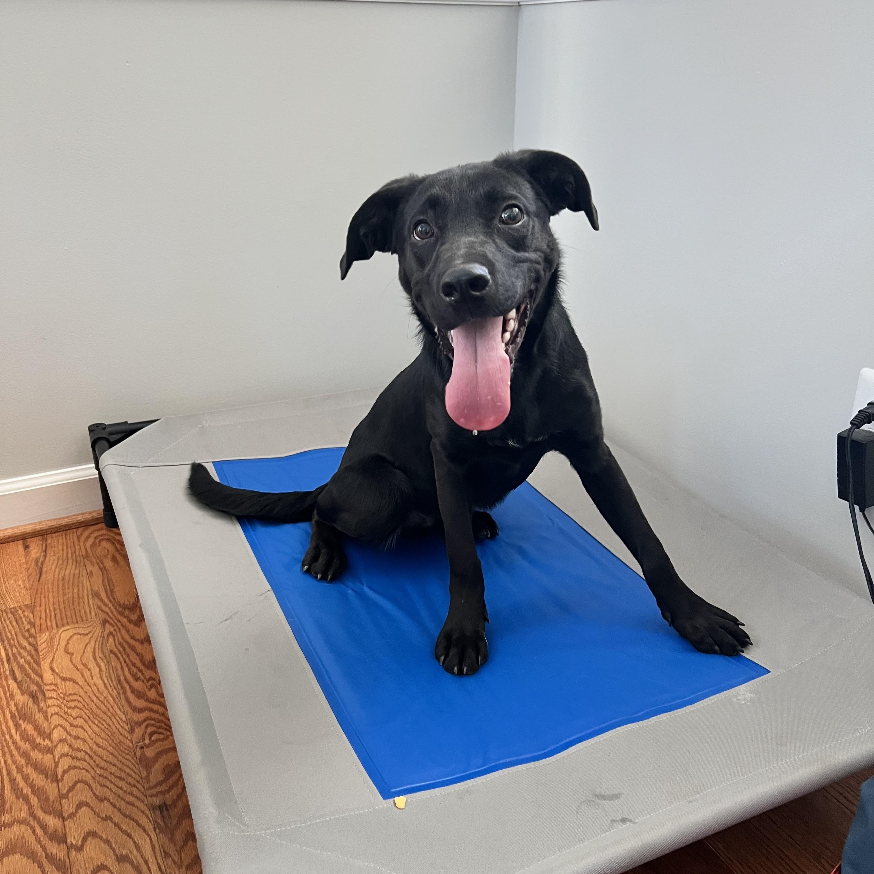 Enlarge Roger, a ADOPTABLE mixed breed in Hughesville, MD image 6/6
