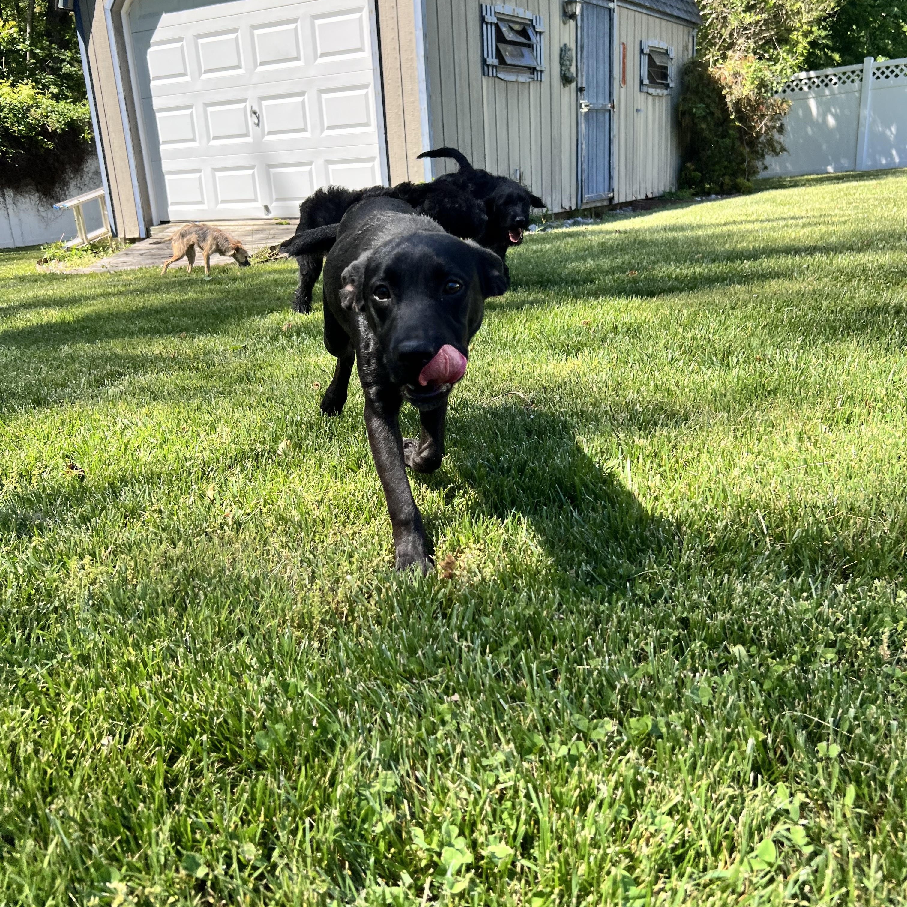 Enlarge Roger, a ADOPTABLE mixed breed in Hughesville, MD image 5/6