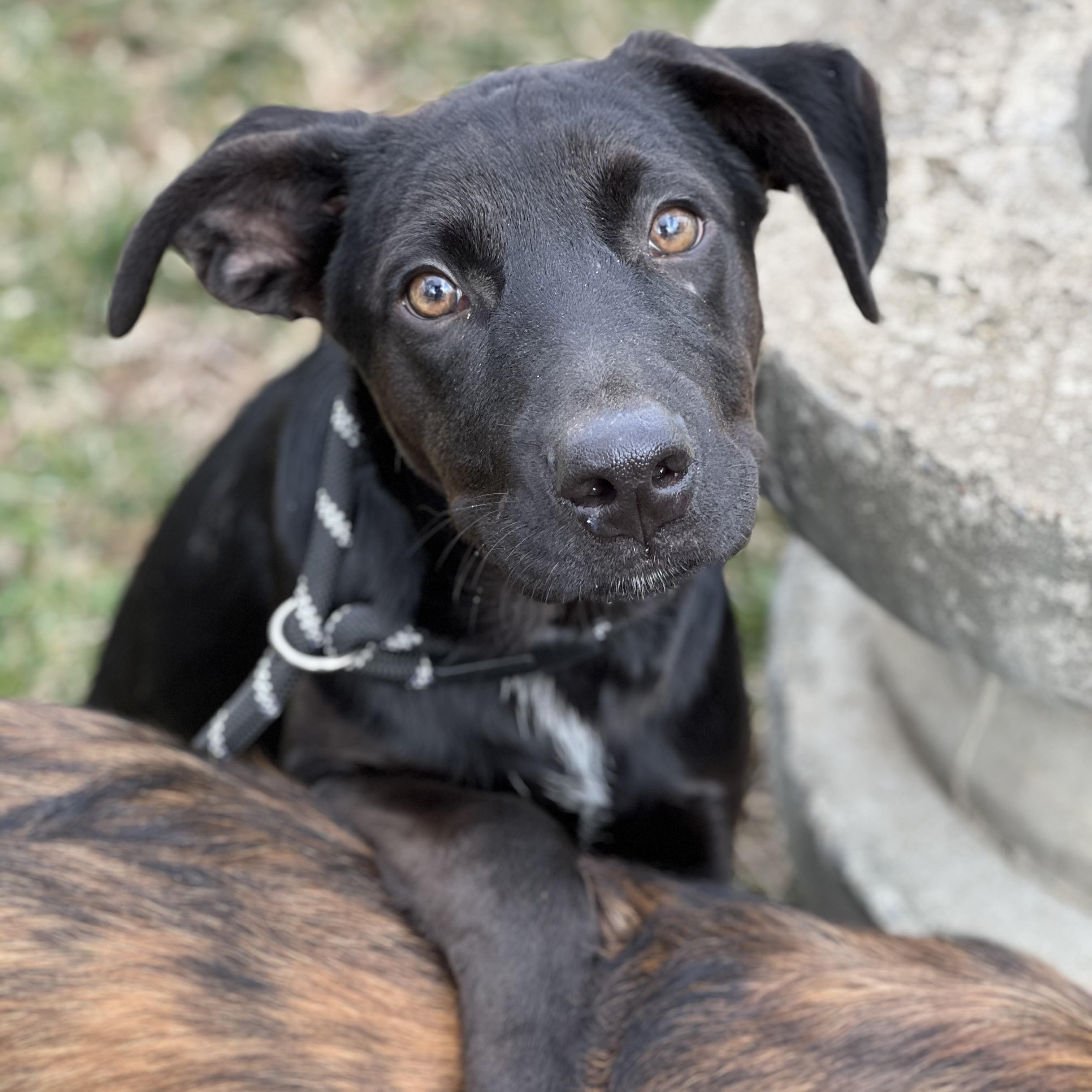 Enlarge Roger, a ADOPTABLE mixed breed in Hughesville, MD image 4/4