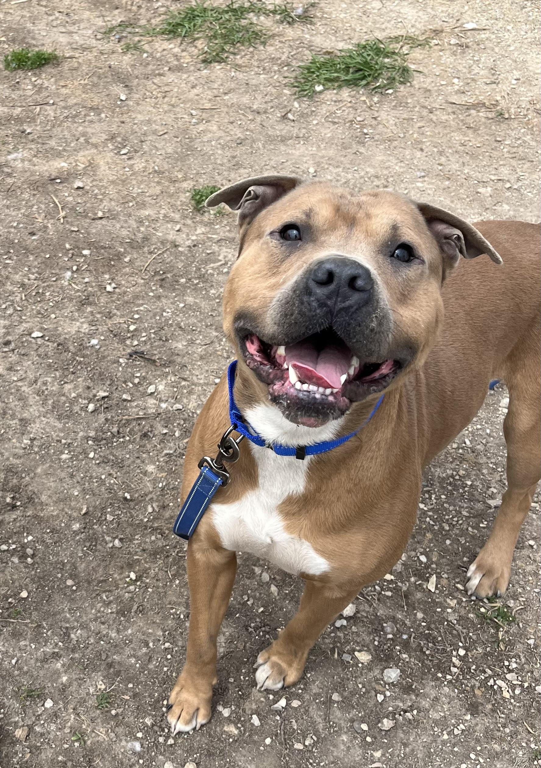 Mac, Adopted, Adult Male American Bulldog.