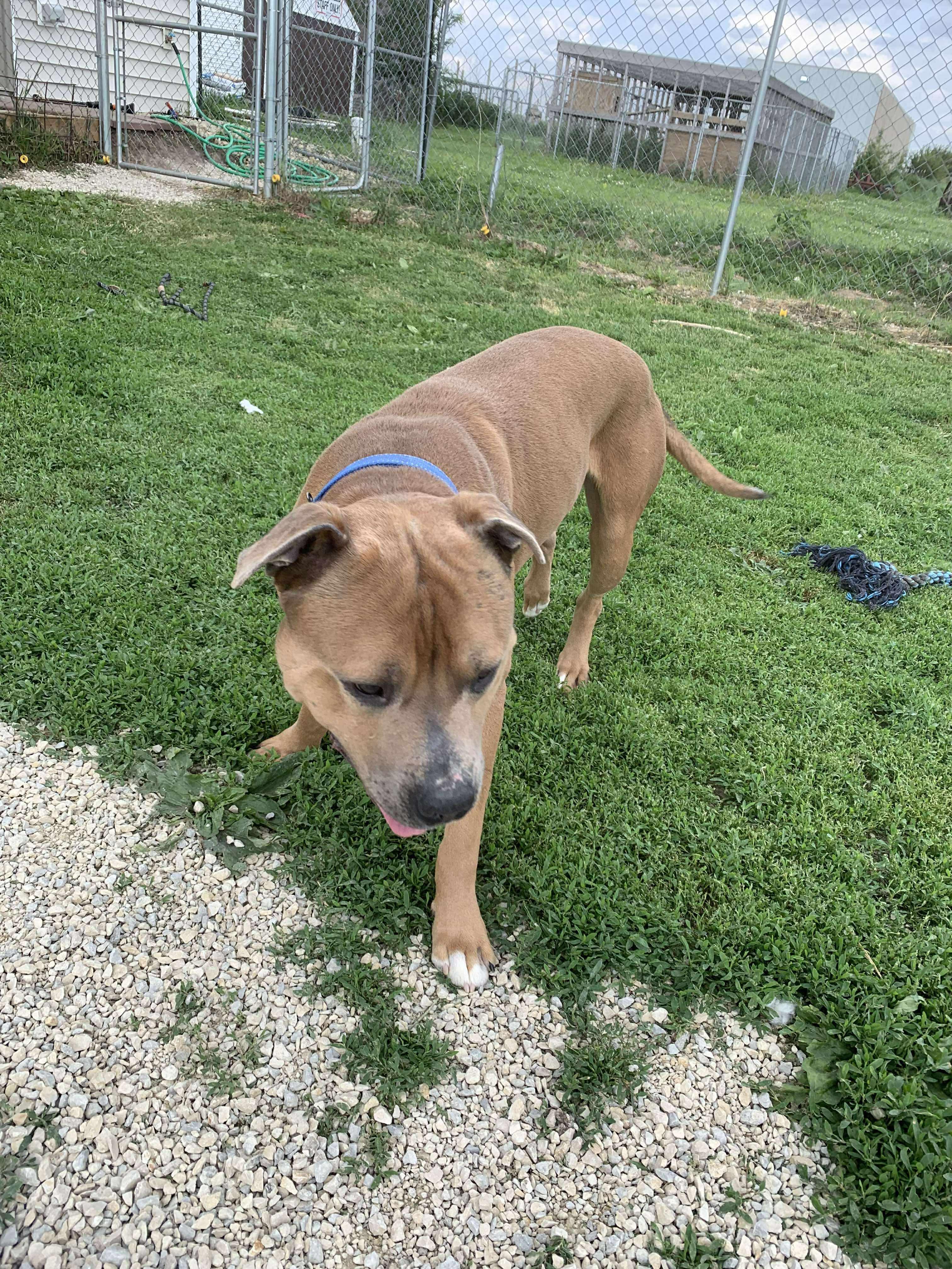 Enlarge Mac, a Adopted mixed breed in Independence, IA image 3/3