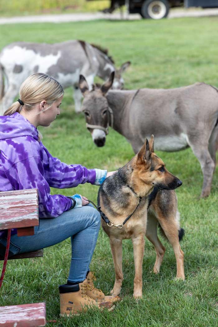 Shay Shay, a Adopted German Shepherd Dog in Wayland, MA image 1/4