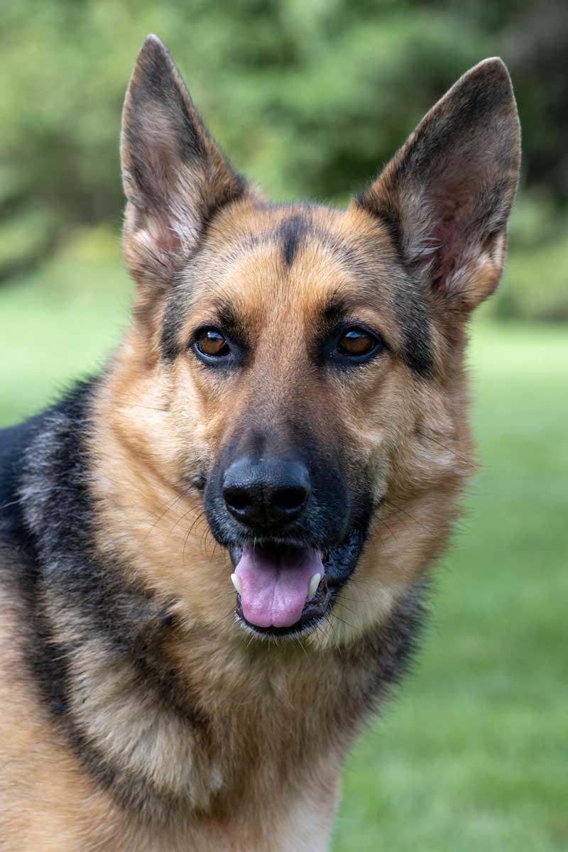 Shay Shay, a Adopted German Shepherd Dog in Wayland, MA image 2/4