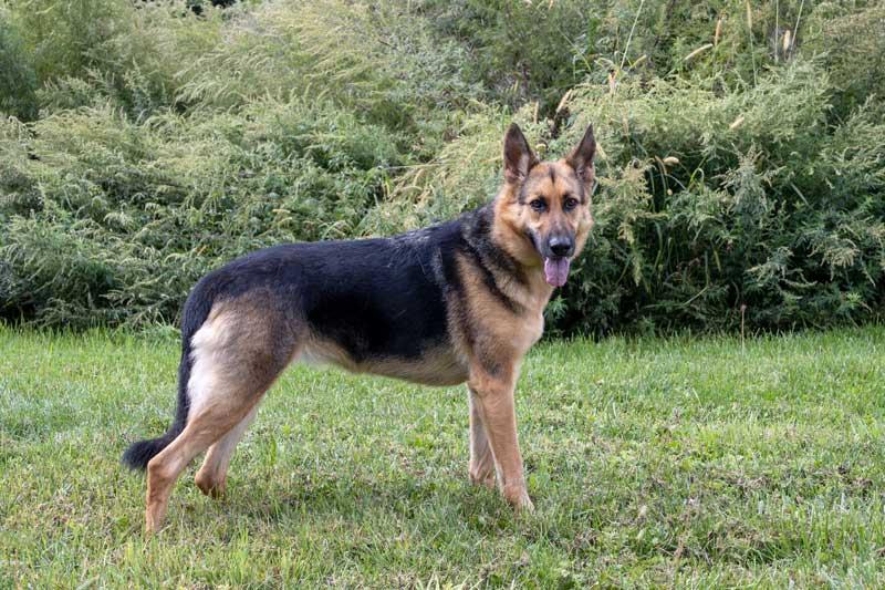 Shay Shay, a Adopted German Shepherd Dog in Wayland, MA image 3/4