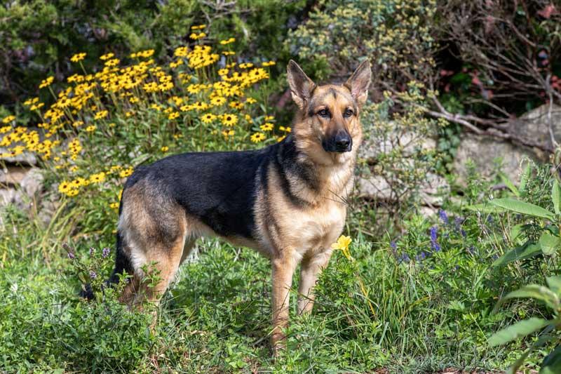 Shay Shay, a Adopted German Shepherd Dog in Wayland, MA image 4/4