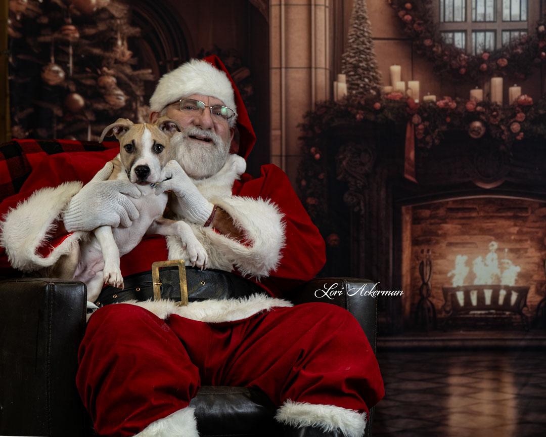 Enlarge Arrow , a Adoptable mixed breed in Newberg, OR image 2/3