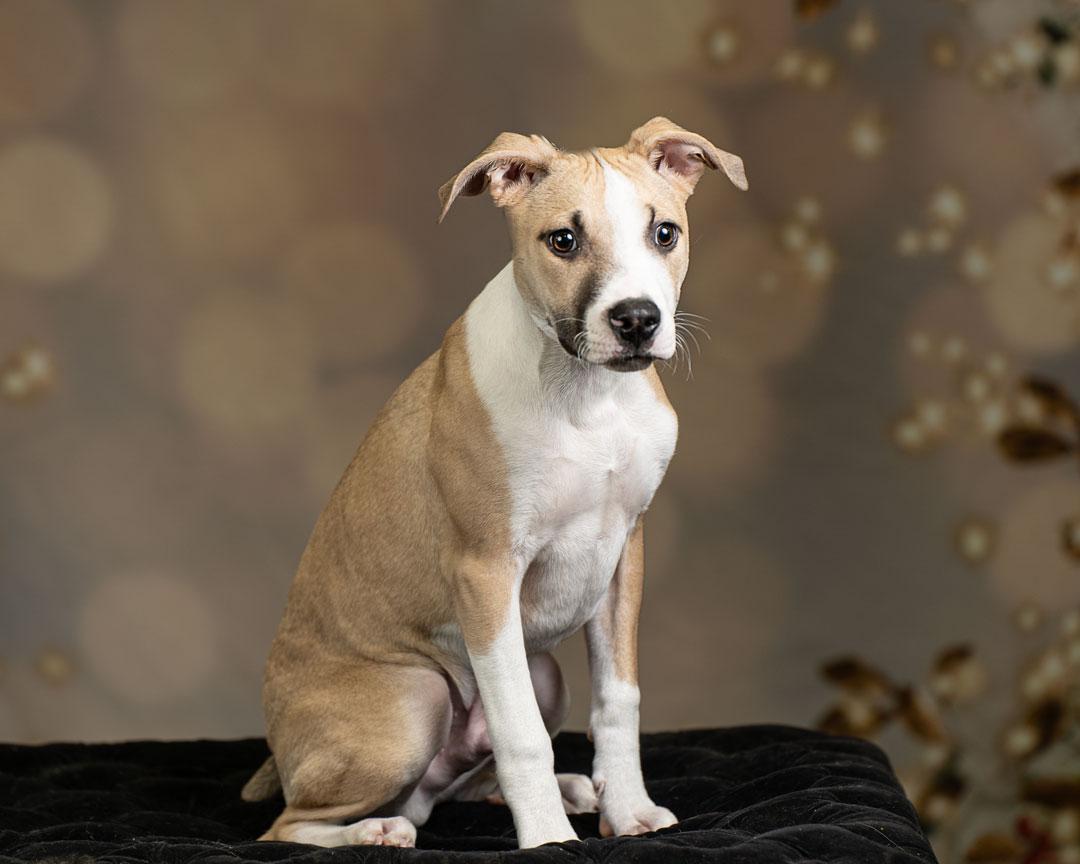 Enlarge Arrow , a Adoptable mixed breed in Newberg, OR image 1/3