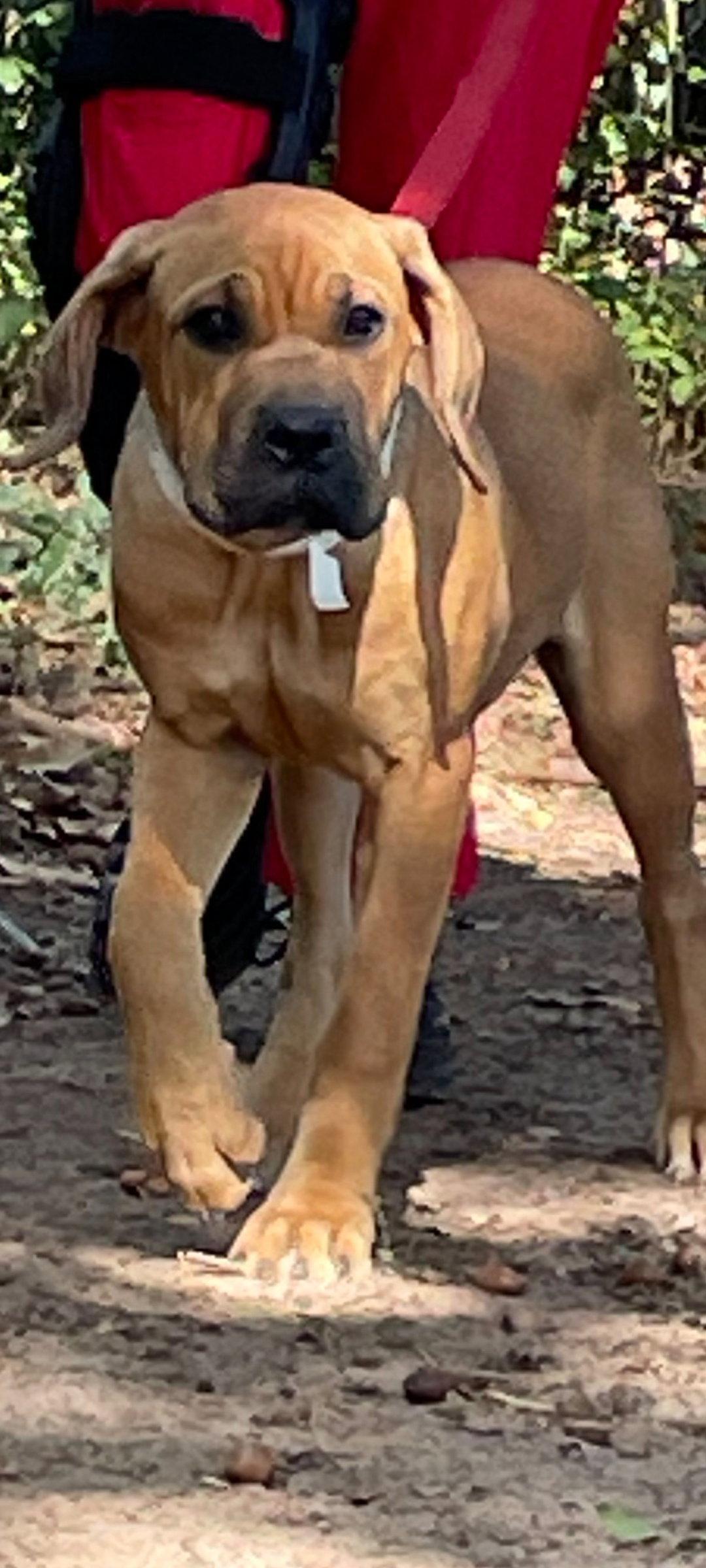 Ginger, Adoptable, Young Female Fila Brasileiro.