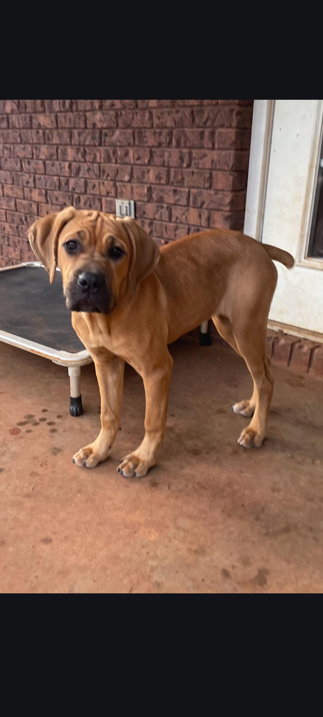 Enlarge Ginger, a Adoptable Fila Brasileiro in Sanford, FL image 2/3