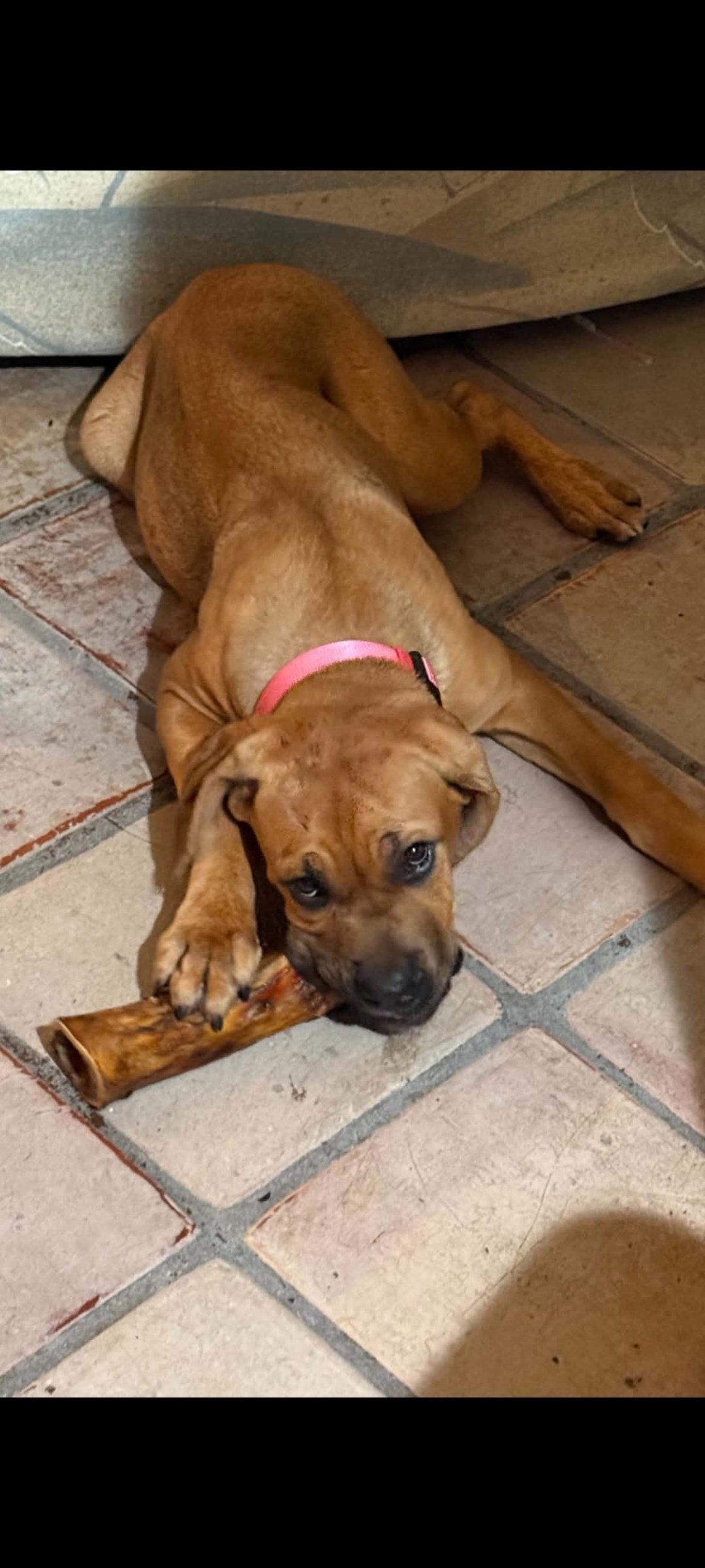 Enlarge Ginger, a Adoptable Fila Brasileiro in Sanford, FL image 3/3
