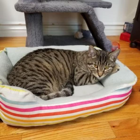 Billy, Adoptable, Adult Male American Shorthair.